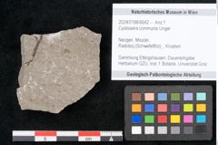 Foto (Objekt + Etikett) von Cystoseira communis Unger (NHMW-GEO-2024-0188-6642)